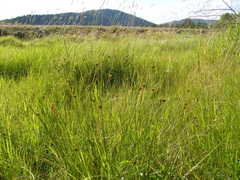 Juncus vaseyi