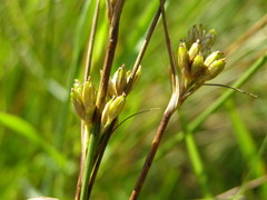 Juncus vaseyi