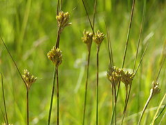 Juncus vaseyi