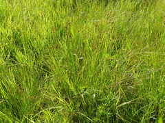 Juncus vaseyi