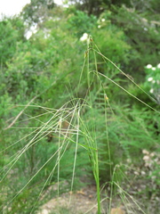 Austrostipa pubinodis