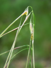 Austrostipa pubinodis