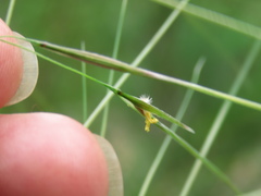 Austrostipa pubinodis