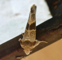 Plagiomimicus tepperi