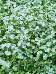 Hydrocotyle ranunculoides