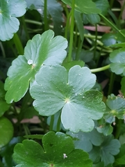Hydrocotyle ranunculoides