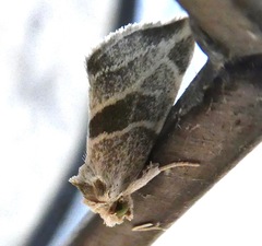 Plagiomimicus tepperi