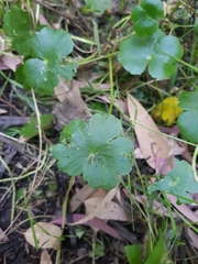 Hydrocotyle ranunculoides