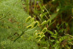 Lomatium columbianum