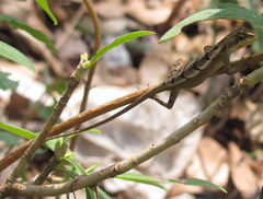Greater Forest Agama photo 2