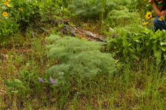 Lomatium columbianum