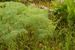 Lomatium columbianum