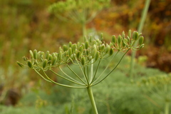 Lomatium columbianum