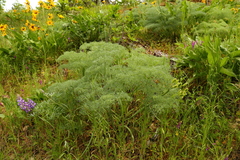 Lomatium columbianum