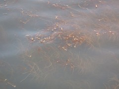 Potamogeton coloratus