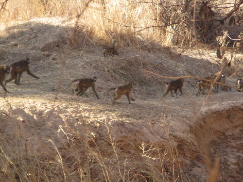 Guinea Baboon