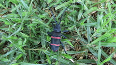 Ceroplesis orientalis