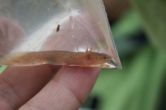 Pseudotriton ruber ruber