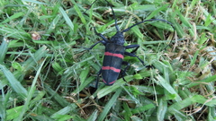 Ceroplesis orientalis