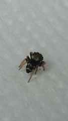 Euryattus bleekeri