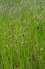 Bolboschoenus planiculmis