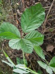 Rubus ulmifolius