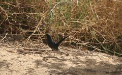 Cercotrichas podobe