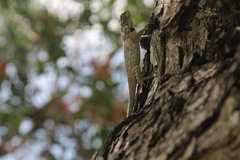 Sceloporus lundelli
