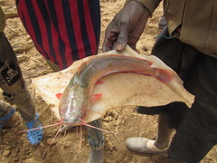Clarias anguillaris