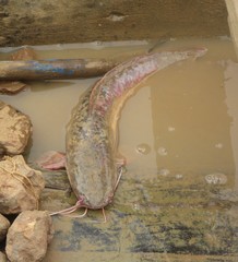 Clarias anguillaris