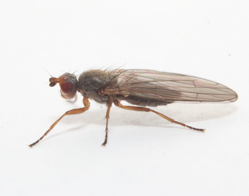 Orbellia barbata