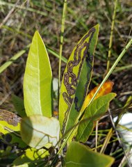 Phyllocnistis hyperpersea