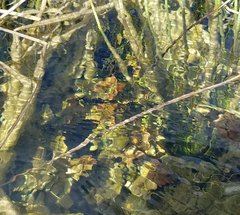 Ludwigia repens
