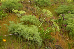 Lomatium columbianum