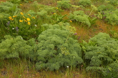 Lomatium columbianum