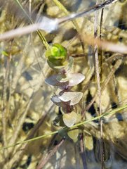 Bacopa caroliniana image