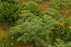 Lomatium columbianum
