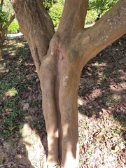 Pouteria campechiana