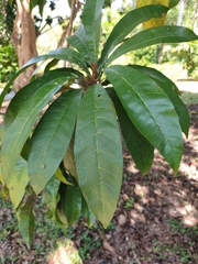 Pouteria campechiana