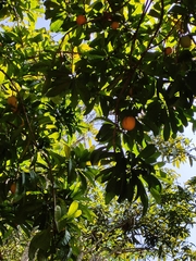 Pouteria campechiana