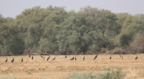 Black Stork