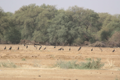 Black Stork