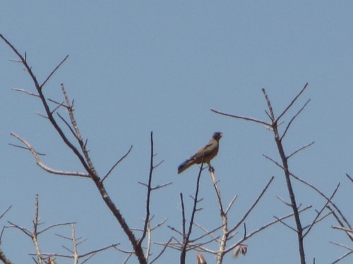 Grasshopper Buzzard (Butastur rufipennis), photo 10