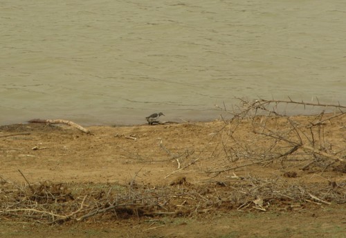 Common Sandpiper