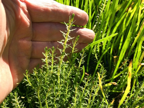 Myriophyllum ussuriense iNat (2)