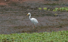 Ardea intermedia