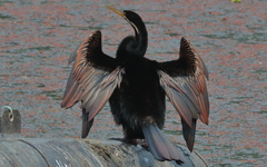 Anhinga novaehollandiae