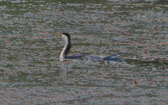 Microcarbo melanoleucos