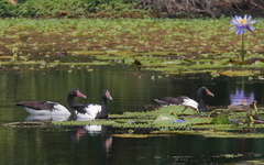Anseranas semipalmata