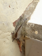 Dasychira chekiangensis